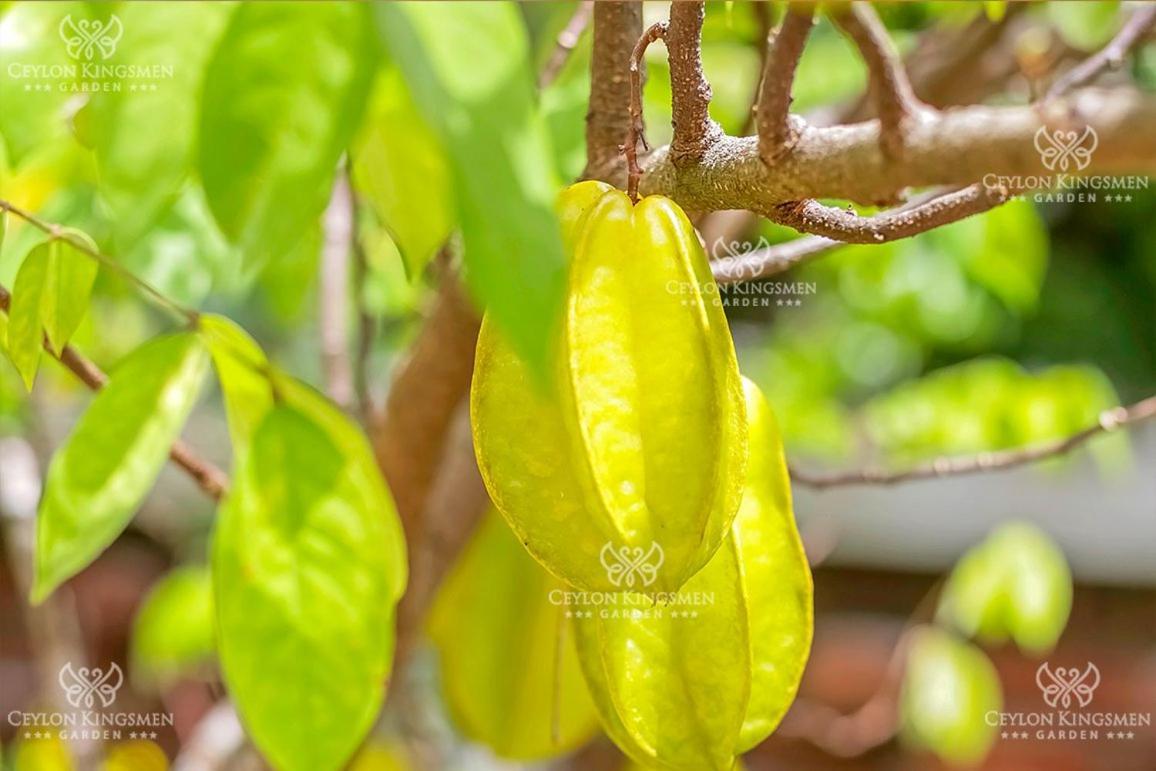 Ceylon Kingsmen Garden Hotel - Katunayake Negombo Extérieur photo